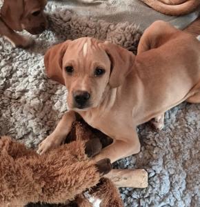 Portuguese pointer puppy for sale