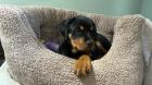 12 Week old Rottweiler