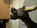 German Shepherd puppies