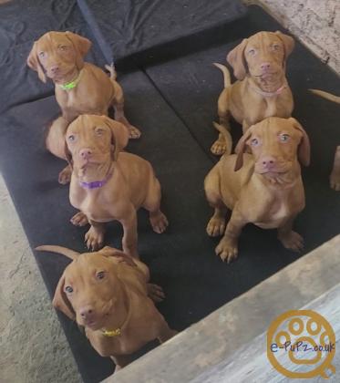 KC registered Hungarian Vizslas