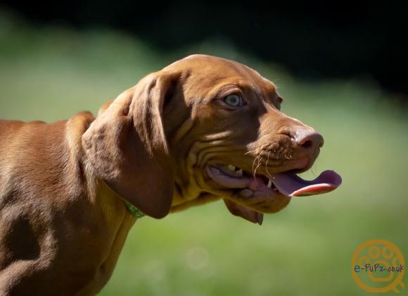KC registered Hungarian Vizslas