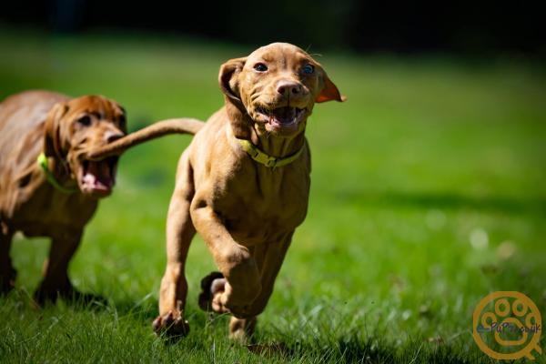 KC registered Hungarian Vizslas