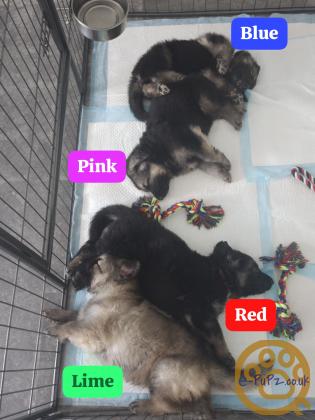 German Shepherd Puppies