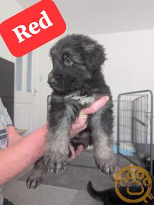 German Shepherd Puppies