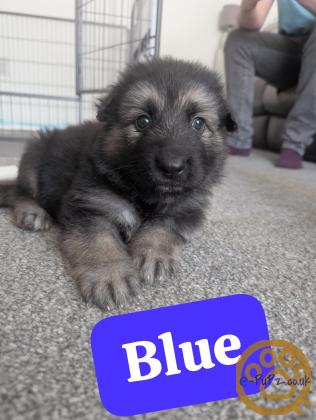 German Shepherd Puppies