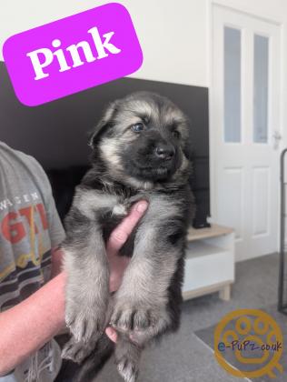 German Shepherd Puppies