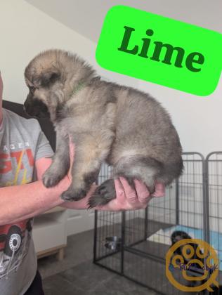 German Shepherd Puppies