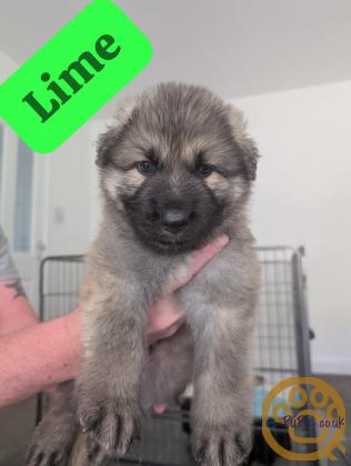 German Shepherd Puppies