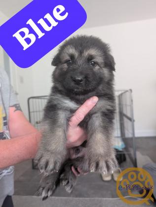 German Shepherd Puppies