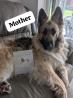 German Shepherd Puppies