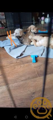 Cockapoo jack Russell Females pups 2026 July
