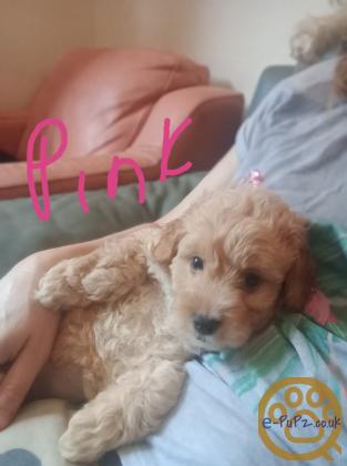 Cockapoo jack Russell Females pups 2026 July