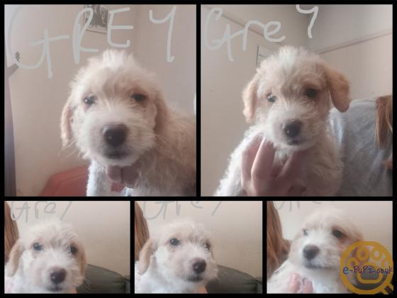 Cockapoo jack Russell Females pups 2026 July
