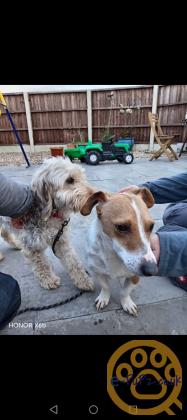 Cockapoo jack Russell Females pups 2026 July