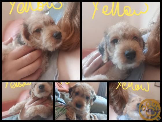 Cockapoo jack Russell Females pups 2026 July