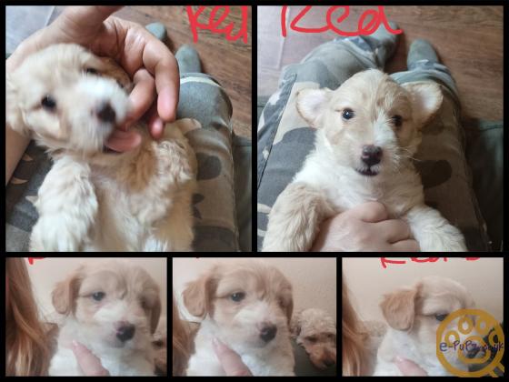 Cockapoo jack Russell Females pups 2026 July