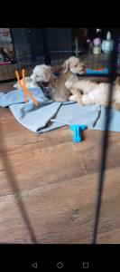 Cockapoo jack Russell