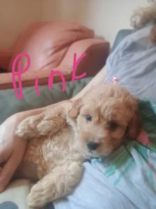 Cockapoo jack Russell Females pups 2026 July