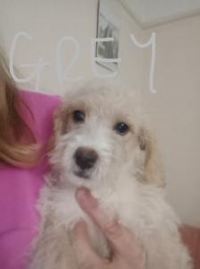 Cockapoo jack Russell Females Ready From NOW